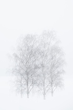 Gråtoner