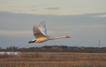 Concorde