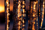 Golden Icicles