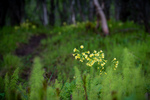 Vår i skogen