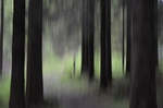 Vår i skogen