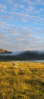 Morgentåke