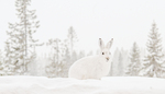 Hare i snøvær.