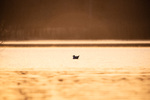 Magiske «Golden hour»