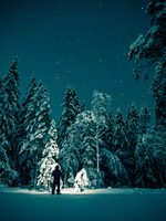 Desembernatt i nærskogen