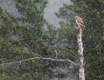 Tårnfalk i snøfall