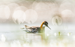 Svømmesnipe 