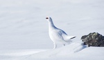 Fjellrypeblikk.