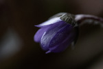 Blue Hope