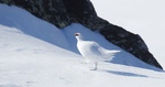 Skaresteggen