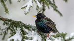 Stær i nysnø