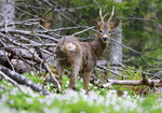 Rådyrbukk