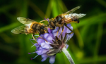 Pollen sanking