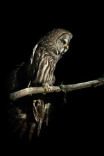 Great Grey Owl