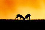 «African vibes of sunset»