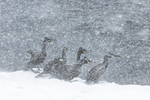 Skarver i snøstorm