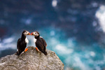 Puffin Kiss