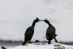 Kissing in the snow