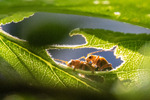 Syndere i sommersol