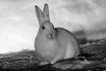 Hare på nattbesøk