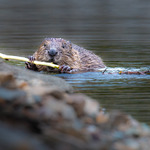 Bever