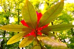 Rododendron 
