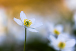 White Joy