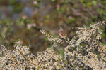 Tornirisk og vårblomstring
