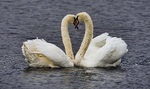 Love is in the air.