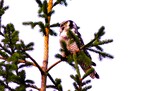 Haukugl 
