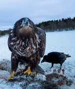 Havoerna og ravnen på kloss hold