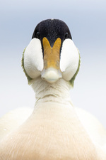 Ærfugl