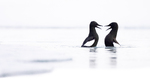 Kurtise