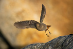 Take-off! 