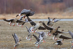 Kortnebbgjessenes takeoff.