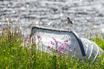 Rødstilk en varm sommerdag