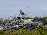 Fugl i fjellet