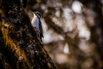 Tretåspett i gammelskogen