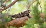 Natteravn på furukvist