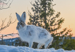 Hare i solnedgang.