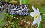 Huggorm og kvitveis