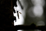 A Silhouette Of A Crane Fly