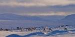 Villrein i desember