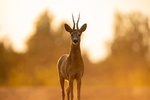 Golden Roe deer