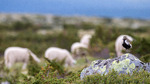 Naboer i fjellet