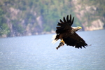 Havørn
