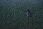 Skogsnipe på midnatt-tur