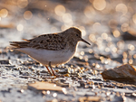 Temmincksnipe i fjæra