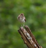 Strandsnipe