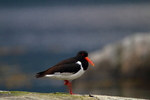 kjeld